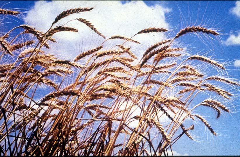 το πρόβατο και το δίκοκκο σιτάρι Triticum