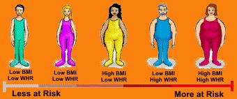 %Body Fat: Fat mass/total mass