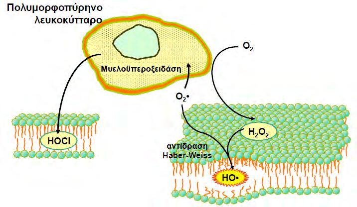 Τα λυτικά ένζυμα διευκολύνουν την καταστροφή των πρωτεϊνών που έχουν υποστεί βλάβες, ενώ το O 2 - παράγεται από τη μυελοπεροξειδάση και την NADPH οξειδάση (Petrone et al., 1992).