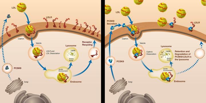 PCSK9 way