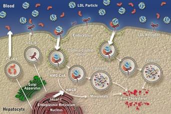 PCSK9 mutations and effect on LDL metabolism Gain of Function LDL-R levels LDL clearance Loss of