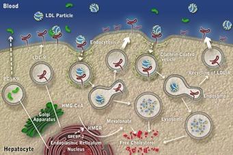 (CHD) LDL Protection from atherosclerosis and CHD Adapted from 1. Catapano AL and Papadopoulos N.