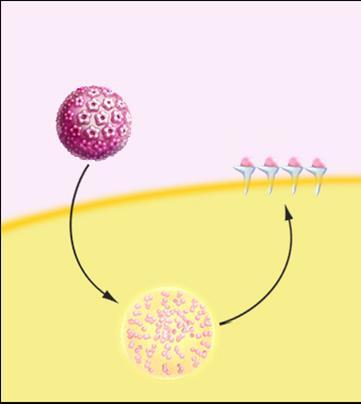 Ο ρόλος των αντιγονοπαρουσιαστικών κυττάρων (APCs) Το APC προσλαμβάνει το VP και το αποδομεί σε μικρά θραύσματα, τα οποία παρουσιάζονται στην επιφάνεια του APC.