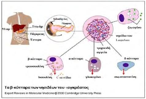 Οι ορμόνες που εκκρίνονται από το πάγκρεας (Εικόνα 5) είναι: Εικόνα 5. Έκκριση ορμονών από το πάγκρεας, από κάθε είδος κυττάρων[ελένη Α. Δασκαλάκη, Αθήνα 2009].