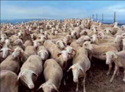 Το MILKFORTE είναι μία πρωτοποριακή φόρμουλα που στοχεύει στην ενίσχυση της πρωτεινοσύνθεσης με την παροχή υψηλής βιολογικής αξίας πρωτεΐνων και πρόδρομων ουσιών σύνθεσης αμινοξέων μέσω γευμάτων