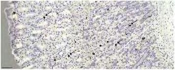 τύπος των κυττάρων που την παράγουν (Date 2002).