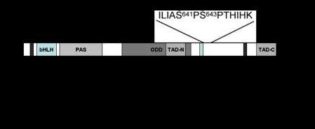 Ser64 και Ser643 (Mylonis et al 2006).