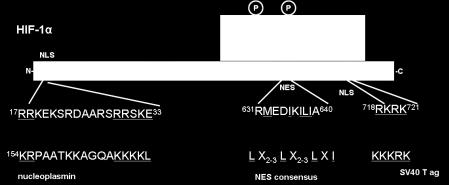 πυρήνα και αύξηση της ενεργότητάς του (Mylonis et al 2008).