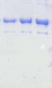 Protein ladder 50 kda 40 kda * * 2. 6xHis ERK2 3. 0,5μg 4.
