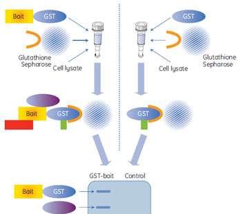 Β. Μελέτη αλληλεπίδρασης του -HIFα με την 6xHis ERK2 ERK2 Δοκιμή Κατακρήμνισης (Pull Down Assay) μg 6xHis ERK2 2μg 6xHis ERK2 5μg 6xHis ERK2 0μg 6xHis ERK2 prey prey WB: anti-flag prey