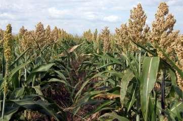 (Sorghum bicolor (L) Moench) C 4 φυτό με υψηλή φωτοσυνθετική ικανότητα ανθεκτικό στη ξηρασία Τροπικά, υποτροπικά και εύκρατα κλίματα Ζωοτροφή (49%), διατροφή (40%, σιρόπι, Αφρική και