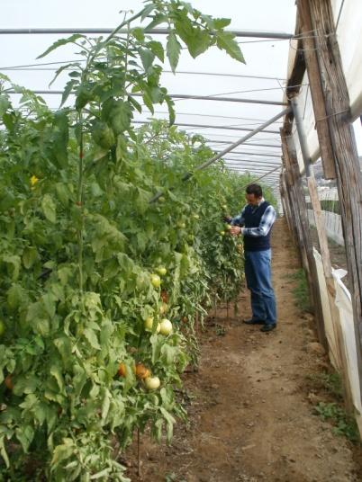 Εξέταση των προβλημάτων σε αγροτικές δραστηριότητες επιτόπια στο χώρο της αγροτικής εκμετάλλευσης : χωράφι, θερμοκήπιο, δενδρώνας, στάβλος, μελισσοκομείο.