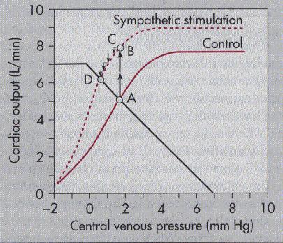 6 הלחץ מתאזן. כלומר- ההשהיות הן מאד קצרות, אבל עובדת מאד לאט (כמות התיקון בכל פעימה היא לא גדולה). המערכת הזו היא קו ההגנה הראשון כנגד שינויים בלחץ הדם.