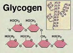 Εικόνα 6: Δομή του γλυκογόνου Οι δύο κύριες θέσεις αποθήκευσης γλυκογόνου είναι το ήπαρ και οι σκελετικοί μύες.