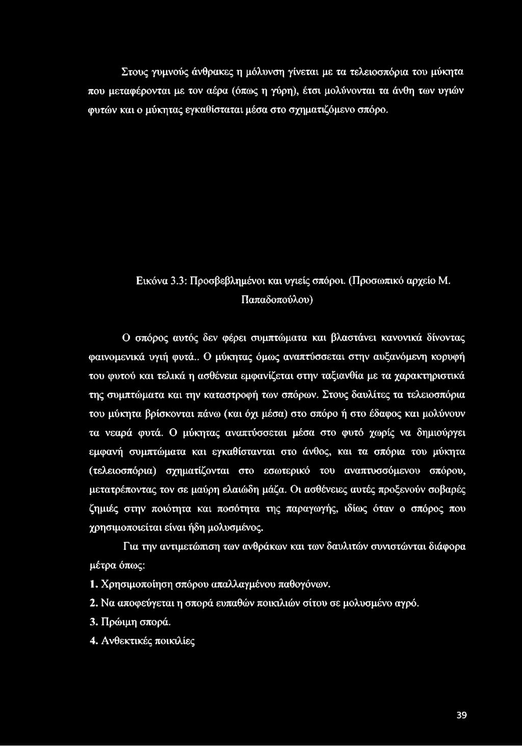 . Ο μύκητας όμως αναπτύσσεται στην αυξανόμενη κορυφή του φυτού και τελικά η ασθένεια εμφανίζεται στην ταξιανθία με τα χαρακτηριστικά της συμπτώματα και την καταστροφή των σπόρων.