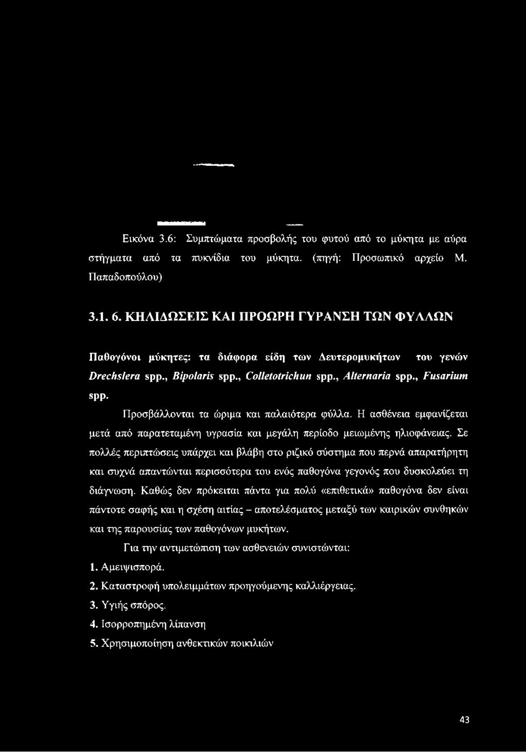 Η ασθένεια εμφανίζεται μετά από παρατεταμένη υγρασία και μεγάλη περίοδο μειωμένης ηλιοφάνειας.