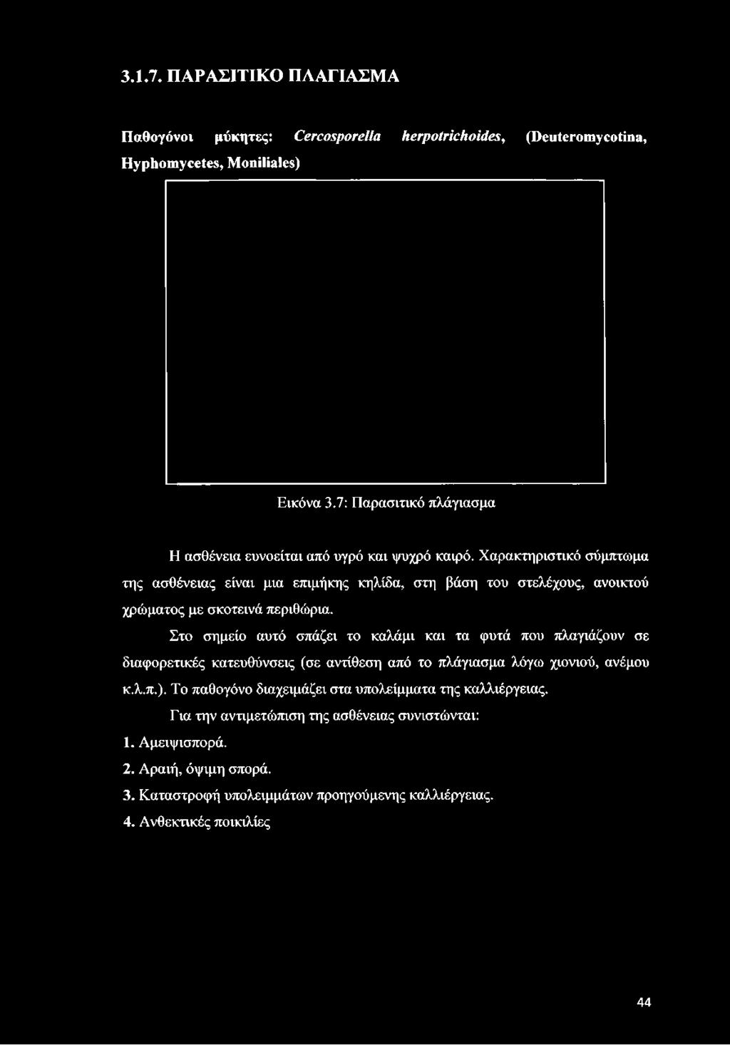 Εικόνα 3.7: Παρασιτικό πλάγιασμα Η ασθένεια ευνοείται από υγρό και ψυχρό καιρό.