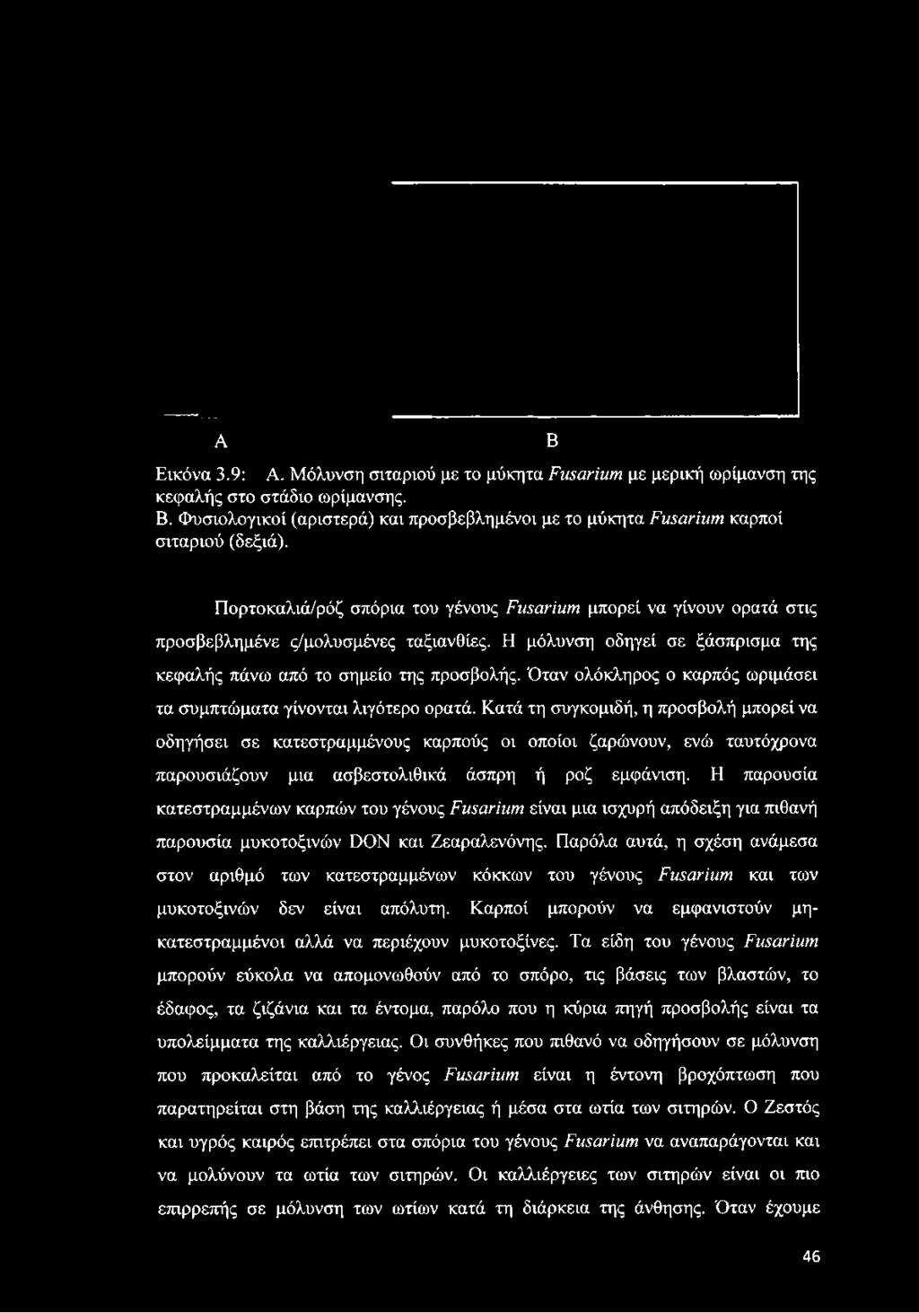 A Εικόνα 3.9: A. Μόλυνση σιταριού με το μύκητα Fusarium με μερική ωρίμανση της κεφαλής στο στάδιο ωρίμανσης. Β.