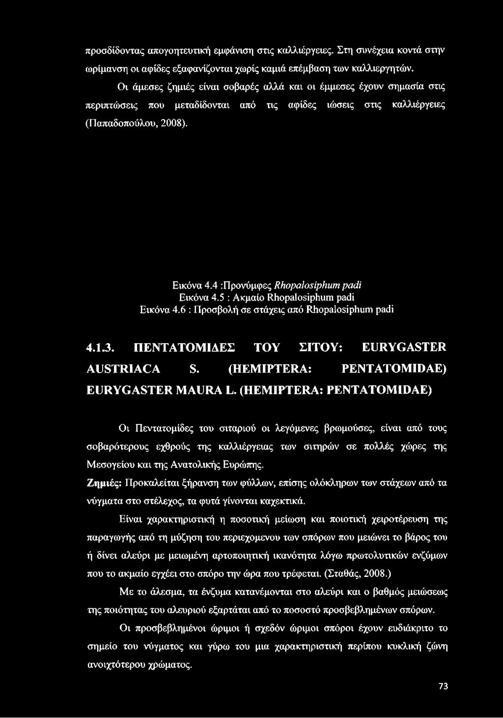 4 :Προνύμφες Rhopalosiphum padi Εικόνα 4.5 : Ακμαίο Rhopalosiphum padi Εικόνα 4.6 : Προσβολή σε στάχεις από Rhopalosiphum padi 4.1.3. ΠΕΝΤΑΤΟΜΙΔΕΣ ΤΟΥ ΣΙΤΟΥ: EURYG ASTER AUSTRIACA S.