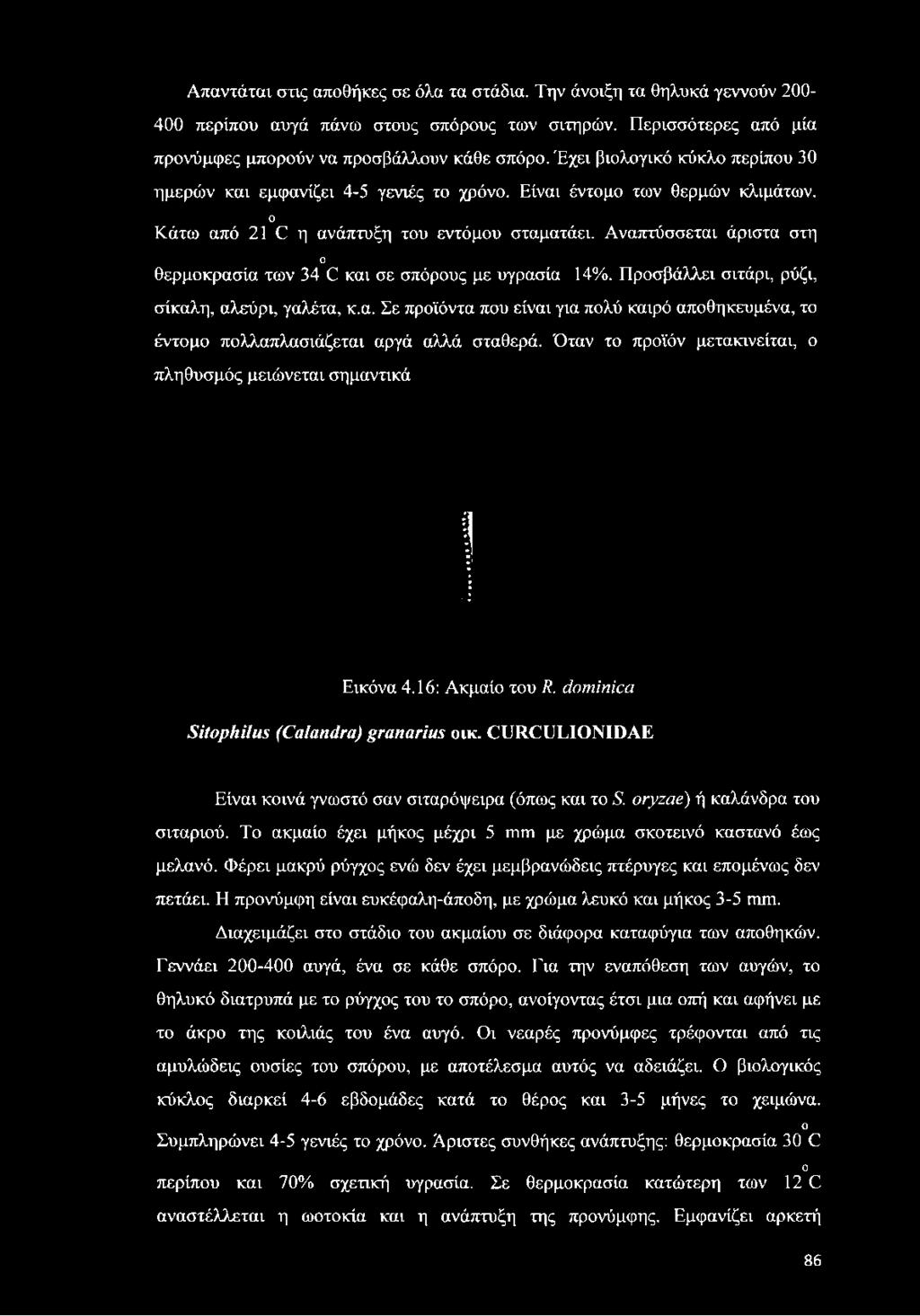 Απαντάται στις αποθήκες σε όλα τα στάδια. Την άνοιξη τα θηλυκά γεννούν 200-400 περίπου αυγά πάνω στους σπόρους των σιτηρών. Περισσότερες από μία προνύμφες μπορούν να προσβάλλουν κάθε σπόρο.