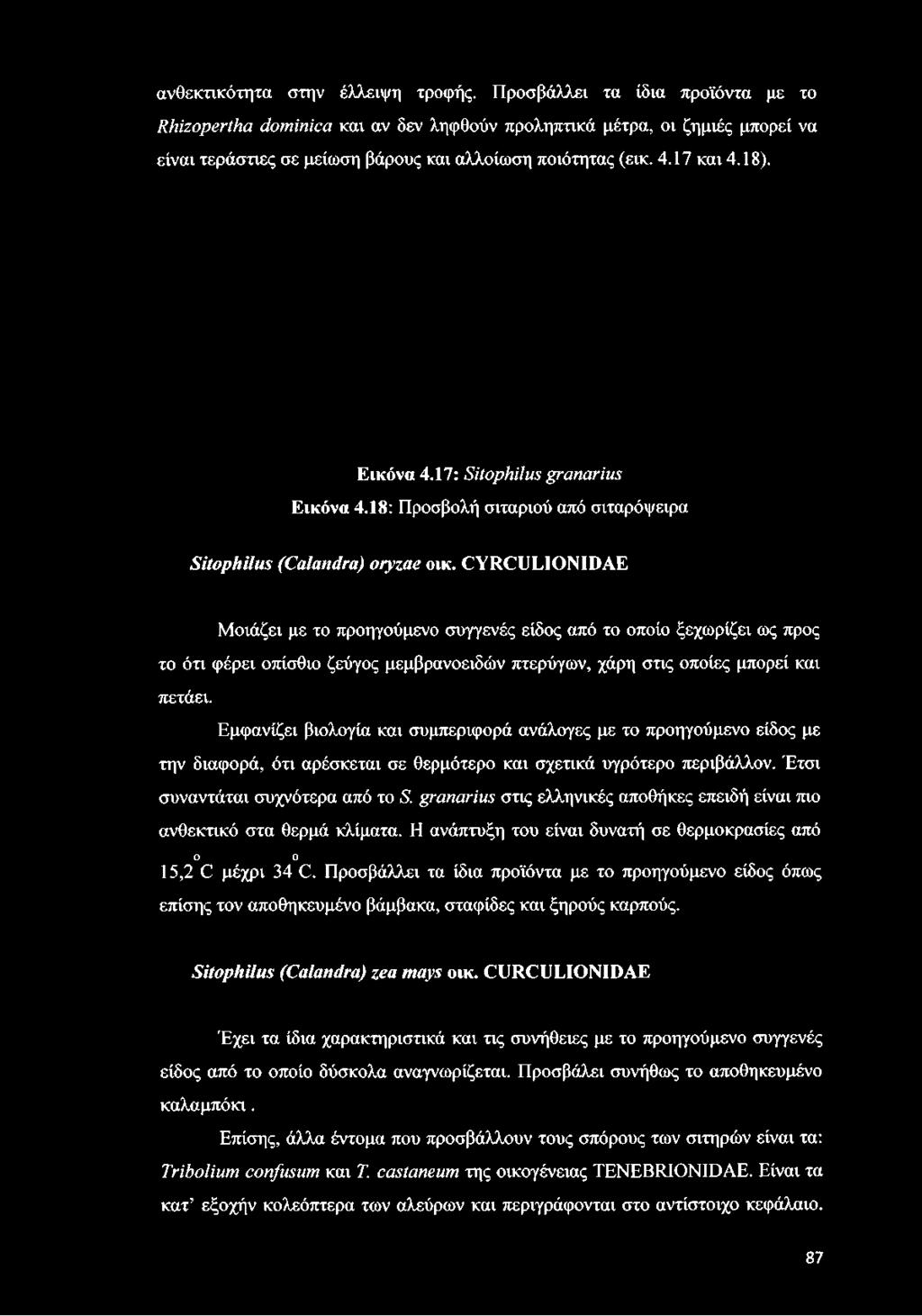 17: Sitophilus granarius Εικόνα 4.18: Προσβολή σιταριού από σιταρόψειρα Sitophilu s (Calandra) oryzae οικ.