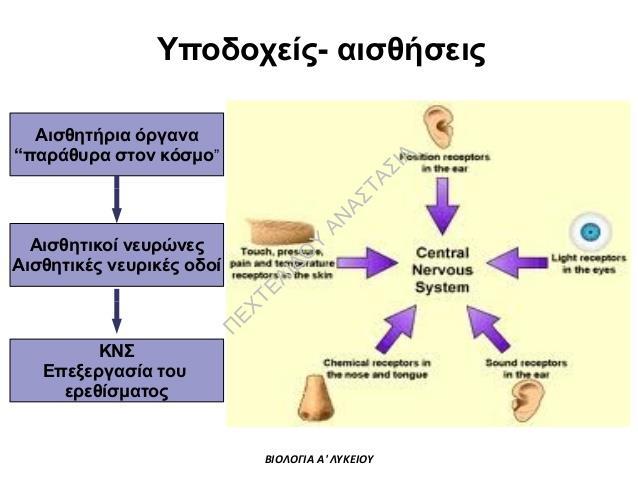 Οι πληροφορίες από τους αισθητικούς υποδοχείς μετασχηματίζονται από τον