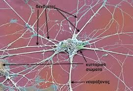 Νευράξονας Πολλοί νευράξονες διαιρούνται σε αρκετούς
