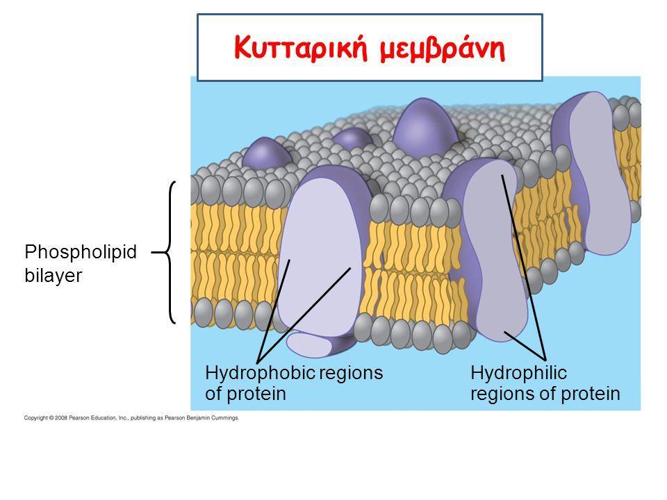 Κυτταρική