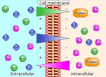 Το εσωτερικό περιβάλλον της κυτταρικής