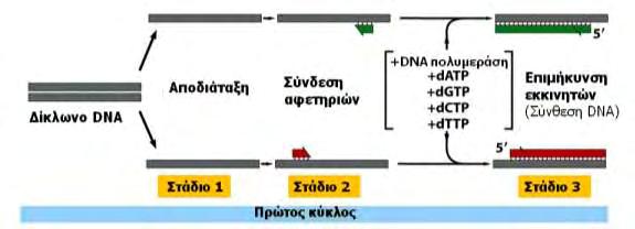 3. Επιμήκυνση των εκκινητών (Extension) με την προσθήκη νουκλεοτιδίων στο 3 άκρο τους και σύνθεση των νέων συμπληρωματικών αλυσίδων της αλληλουχίας στόχου.