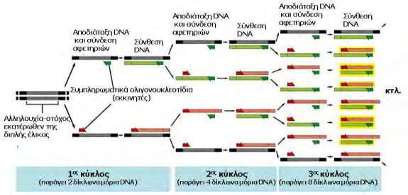 Αλυσιδωτή αντίδραση πολυμεράσης (PCR): Αρχή της μεθόδου [προσαρμοσμένη από Molecular Biology of the Cell 5/e ( Garland Science 2008)] Το τελευταίο άκρο του μεγαλύτερου προϊόντος της PCR ορίζεται από
