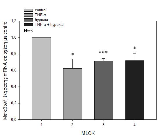 MLCK control TNF-α Υποξία ΤΝF-α + Yπ. ΜΟ 1,000 0,623 0,713 0,718 SE 0,000 0,113 0,0315 0,0884 Πίνακας 20. Μέσοι όροι (ΜΟ) λόγων έκφρασης της MLCK 3 ανεξάρτητων πειραμάτων.