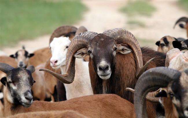 Σκύλος (Canis familiaris) Άγρια Ζώα: Αγριόχοιρος (Sus scrofa) Λύκος