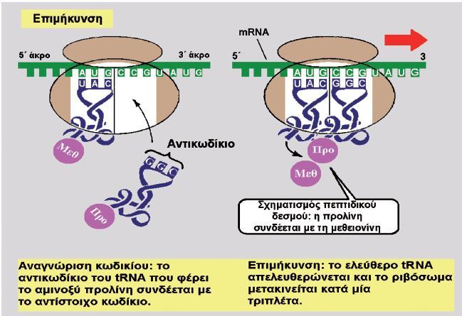 10 2. Επιμήκυνση Κατά την επιμήκυνση ένα δεύτερο μόριο trna με συμπληρωματικό αντικωδίκιο του δεύτερου κωδικίου του mrna τοποθετείται στην κατάλληλη υποδοχή του ριβοσώματος μεταφέροντας το δεύτερο