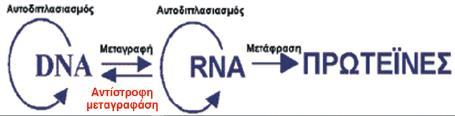 5 14.3 ΕΚΦΡΑΣΗ ΤΗΣ ΓΕΝΕΤΙΚΗΣ ΠΛΗΡΟΦΟΡΙΑΣ Όπως μάθαμε σε προηγούμενα κεφάλαια η πρωτοταγής δομή των πρωτεϊνών καθορίζονται από το DNA.