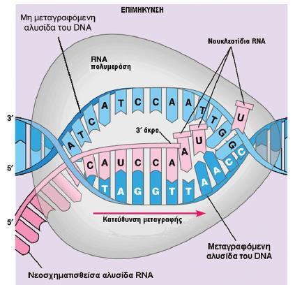 7 Το mrna που παράγεται περιέχει κομμάτια του γονιδίου τα οποία δεν χρησιμοποιούνται κατά την μετάφραση γι αυτό το λόγο πρέπει να αφαιρεθούν. Γίνεται δηλαδή μια διαδικασία ωρίμανσης του mrna.
