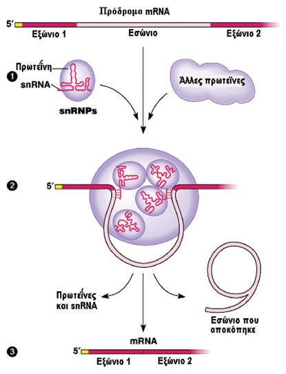 Γι αυτό το λόγο κατά την διαδικασία ωρίμανσης του mrna τα εσώνια αποκόπτονται.