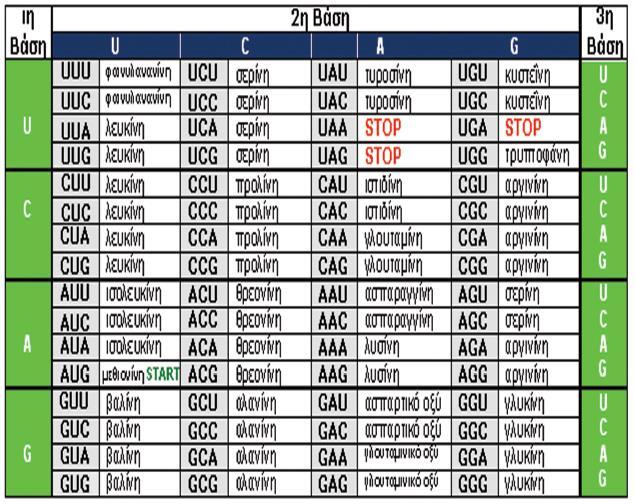 8 Η αλληλουχία των βάσεων του mrna καθορίζει την αλληλουχία των αμινοξέων στις πρωτεΐνες με βάση ενός κώδικα που ονομάζεται γενετικός κώδικας.