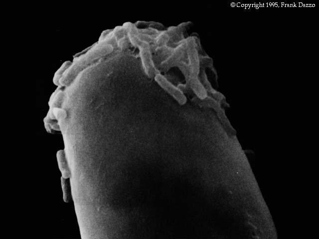 Τα βακτήρια ανήκουν στα γένη Rhizobium και Bradyrhizobium.