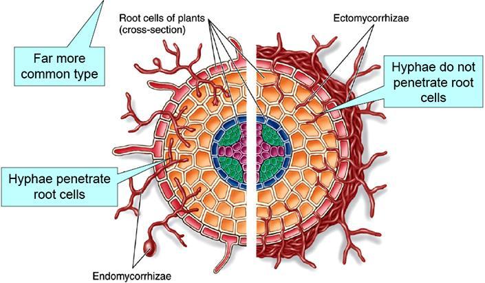 1. Στις εκτομυκόρριζες οι μυκηλιακές υφές καλύπτουν τη ρίζα και διατρυπούν τα επιφανειακά κύτταρα.