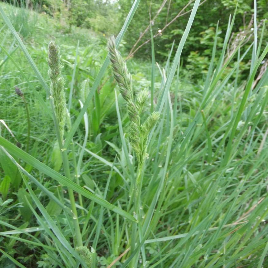 pinnatum, Dactylis glomerata, Stipa