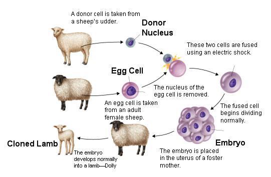 Κλωνοποίηση o Η Dolly υπήρξε ο πρώτος κλώνος θηλαστικού, ο οποίος δημιουργήθηκε όταν ο πυρήνας ενός κυττάρου του μαστικού αδένα ενός εξάχρονου προβάτου τοποθετήθηκε στο ωάριο ενός
