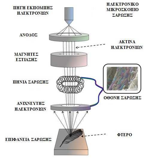 µικροσκοπίου σάρωσης.