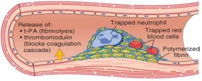 Αιμόσταση vs θρόμβωση Αγγειακός ιστικός παράγοντας (TF) και blood-born TF Η