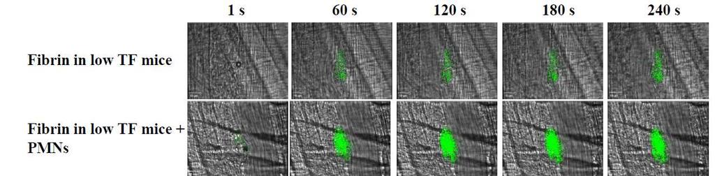 What signals supporting thrombogenesis are delivered by neutrophils?