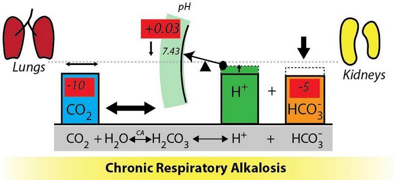 Χρόνια Αναπνευστική Αλκάλωση Αρχίζει σε 2 ώρες και ολοκληρώνεται σε 2-3