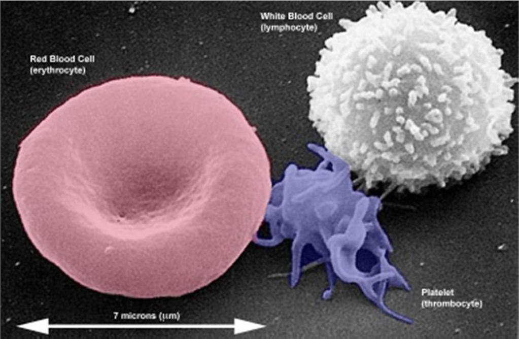 1.4. Έμμορφα στοιχεία περιφερικού αίματος Εικόνα 1.4.α: Φυσιολογικό ερυθροκύτταρο, αιμοπετάλιο και λευκό αιμοσφαίριο (https://embryology.med.unsw.edu.au/embryology/index.