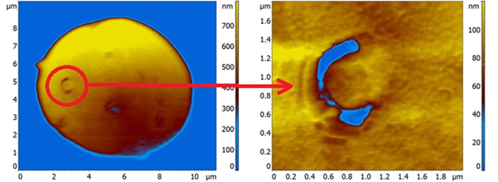 Εικόνα 4.3.ζ3: SR1_2H: Εικόνα τοπογραφίας ΜΑΔ ερυθροκυττάρου με κυστίδιο (στον κύκλο). Εικόνα 4.3.ζ4: SR1_2H: Εικόνα τοπογραφίας ΜΑΔ κυστιδίου σε μεγέθυνση.