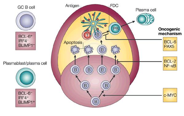 Σχήμα 5. Λεμφοειδείς κακοήθειες : Διαφοροποίηση των Β-κυττάρων. 11.
