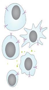 λπ 1 Οι προφλεγμονώδεις κυτταροκίνες επιστρατεύουν κύτταρα του ανοσοποιητικού συστήματος στον αρθρικό υμένα 5 Περαιτέρω